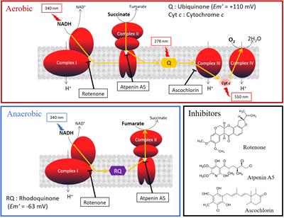 Fumarate respiration of Fasciola flukes as a potential drug target